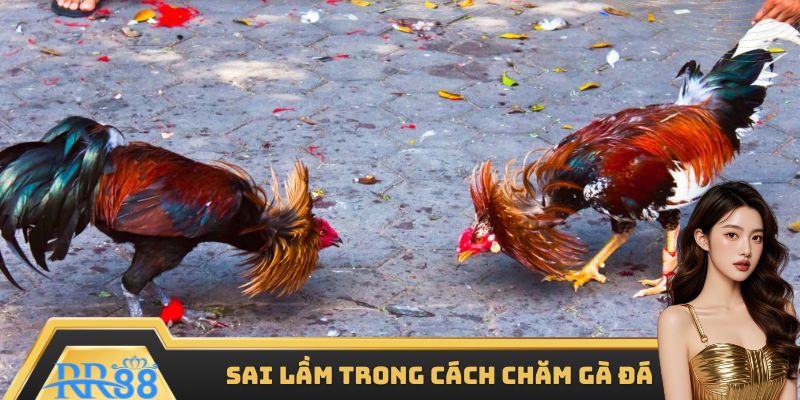 5 sai lầm sư kê thường mắc phải trong quá trình chăm sóc