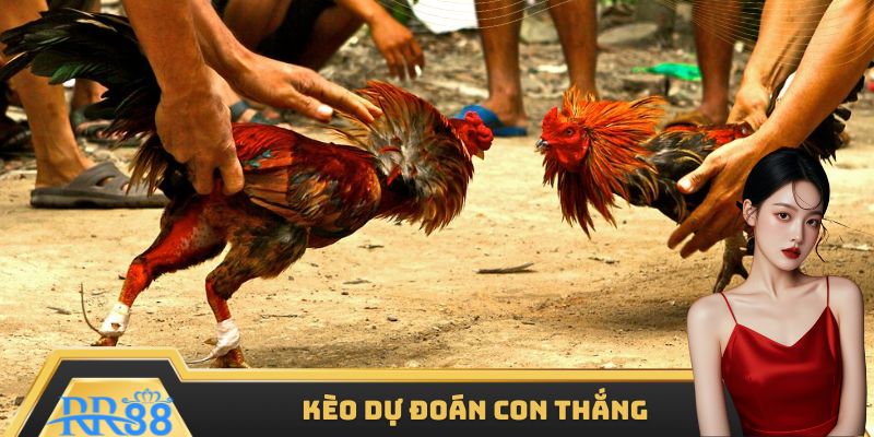Kèo đá gà dự đoán đối tượng thắng