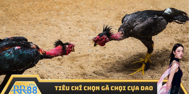 Tổng hợp tiêu chí chọn gà chọi đá đâu thắng đó